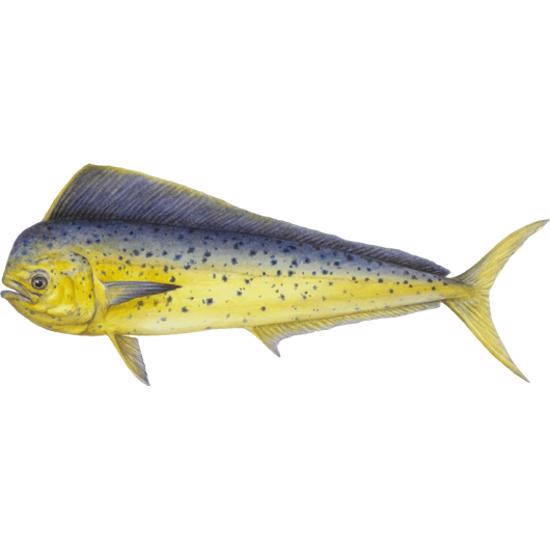 Is Mahimahi Keto Sure Keto The Food Database For Keto