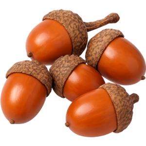 Acorn