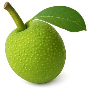 Is Breadfruit Keto? | Sure Keto - The Food Database For Keto