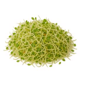Broccoli Sprouts