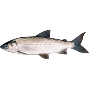Cisco Fish