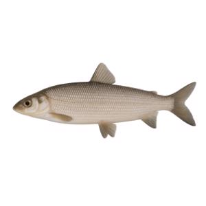 Freshwater Whitefish