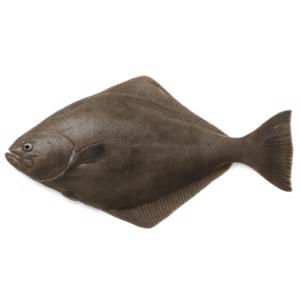 Halibut