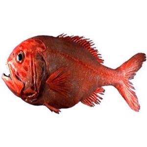 Orange Roughy