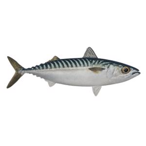 Pacific Mackerel