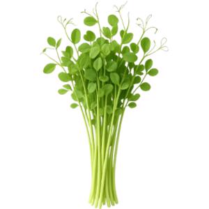 Pea Sprouts