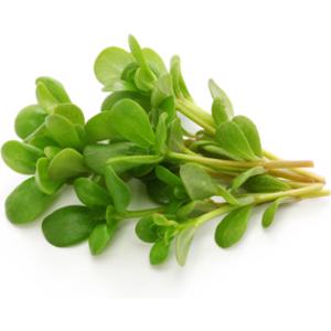 Purslane