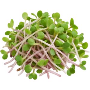 Radish Sprouts