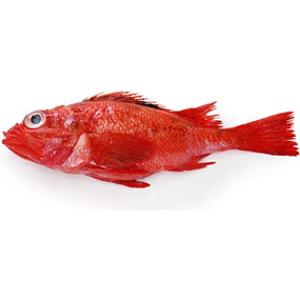 Rockfish