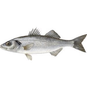 Sea Bass