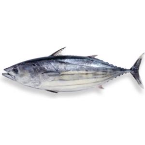 Skipjack Tuna