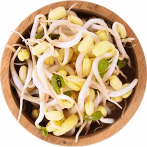Soybean Sprouts