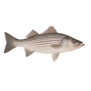 Striped Bass