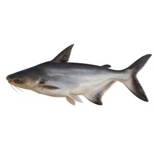 Swai Fish