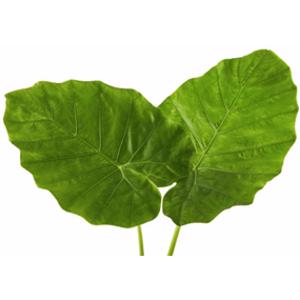 Taro Leaves