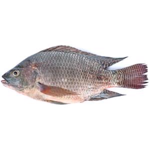 Tilapia