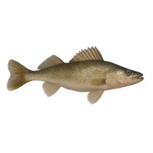 Walleye Pike