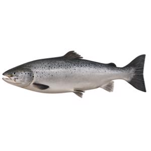 Wild Salmon
