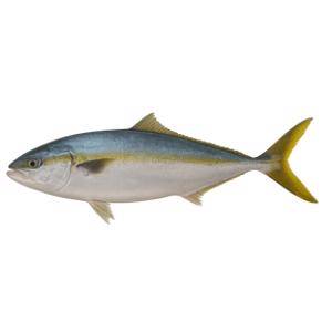 Yellowtail
